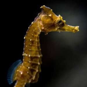 Meet your Posher, Sm